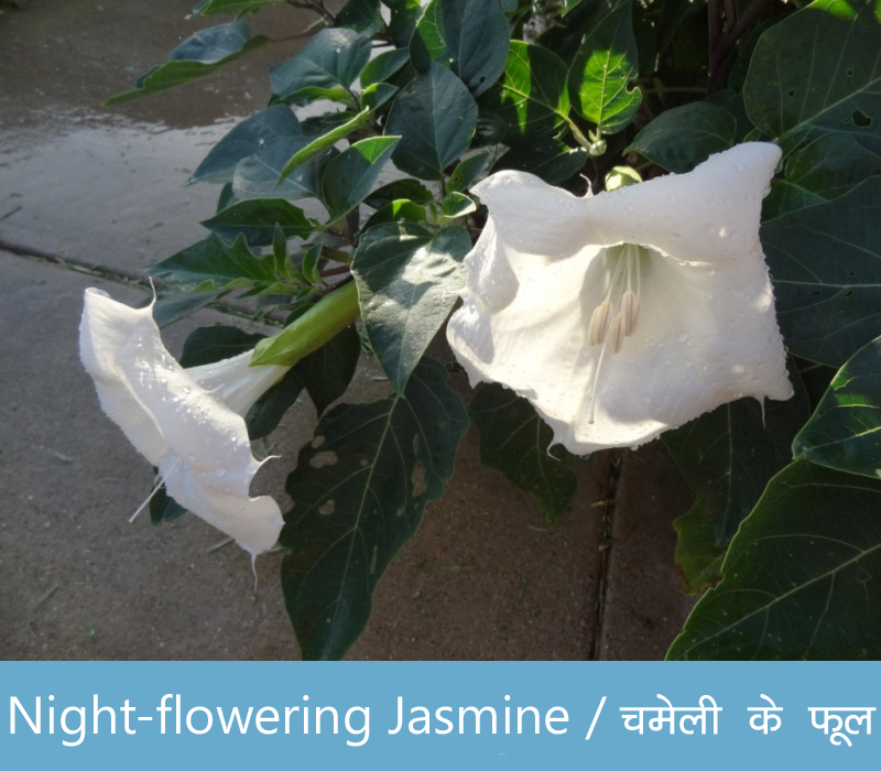 Flowers name in Hindi with Images  फूलों का नाम  Hind 