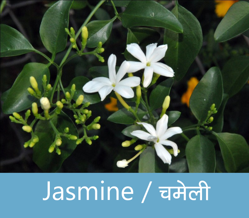 All Flowers Name In Hindi With Pictures - impremedia.net
