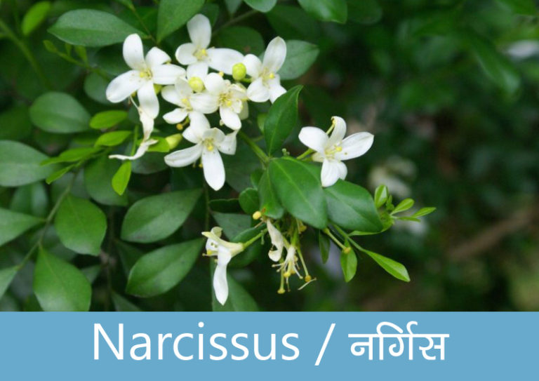 Flowers name in Hindi with Images फूलों का नाम Hind Patrika