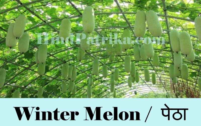 Vegetables Name in Hindi Sabjiyo ke Naam Hindi v Angrezi mein