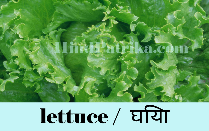 Vegetables Name in Hindi Sabjiyo ke Naam Hindi v Angrezi mein