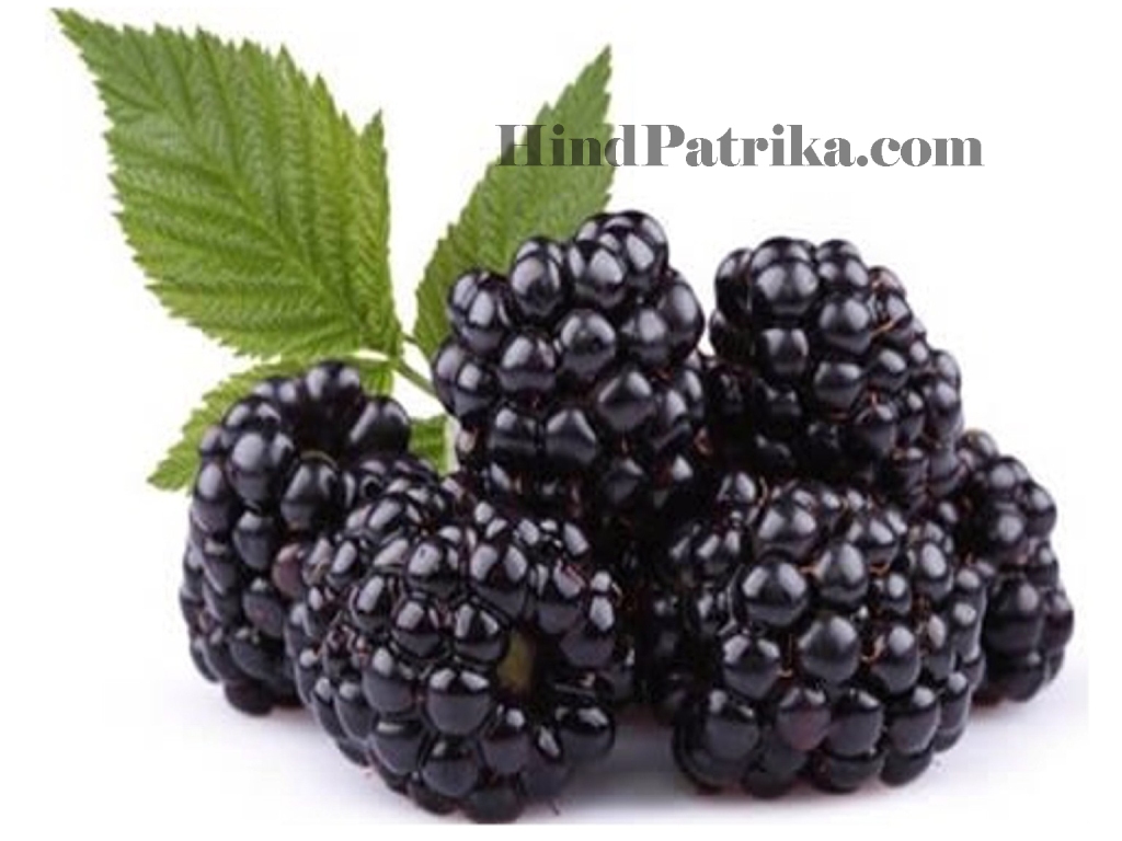 blackberryfruit Hind Patrika