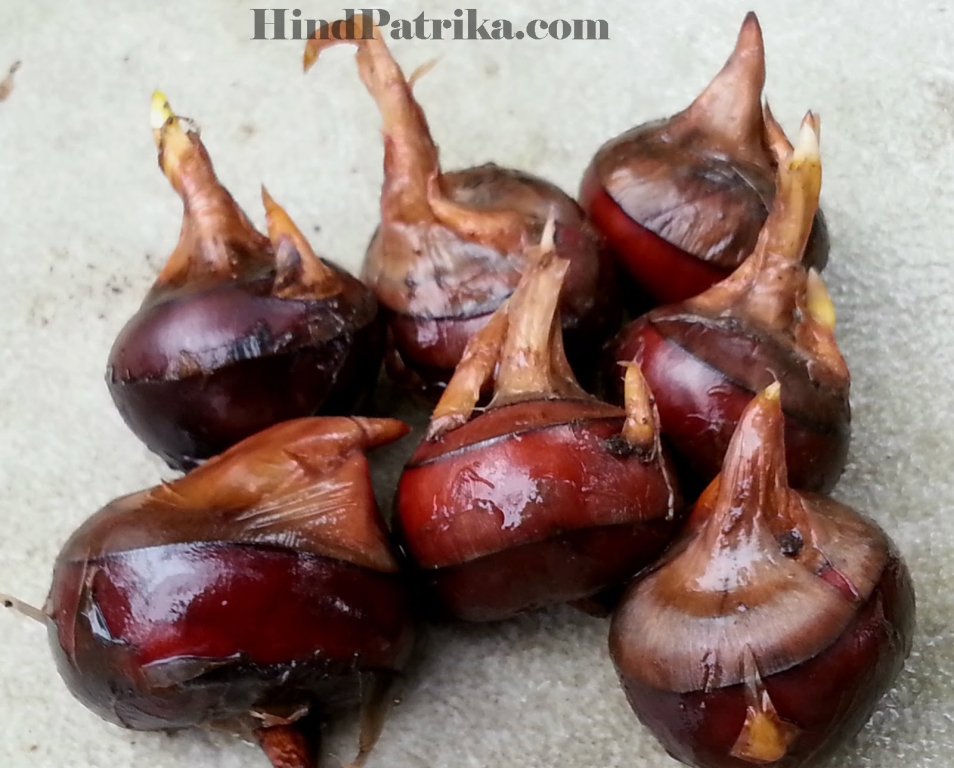 water-chestnut-hind-patrika