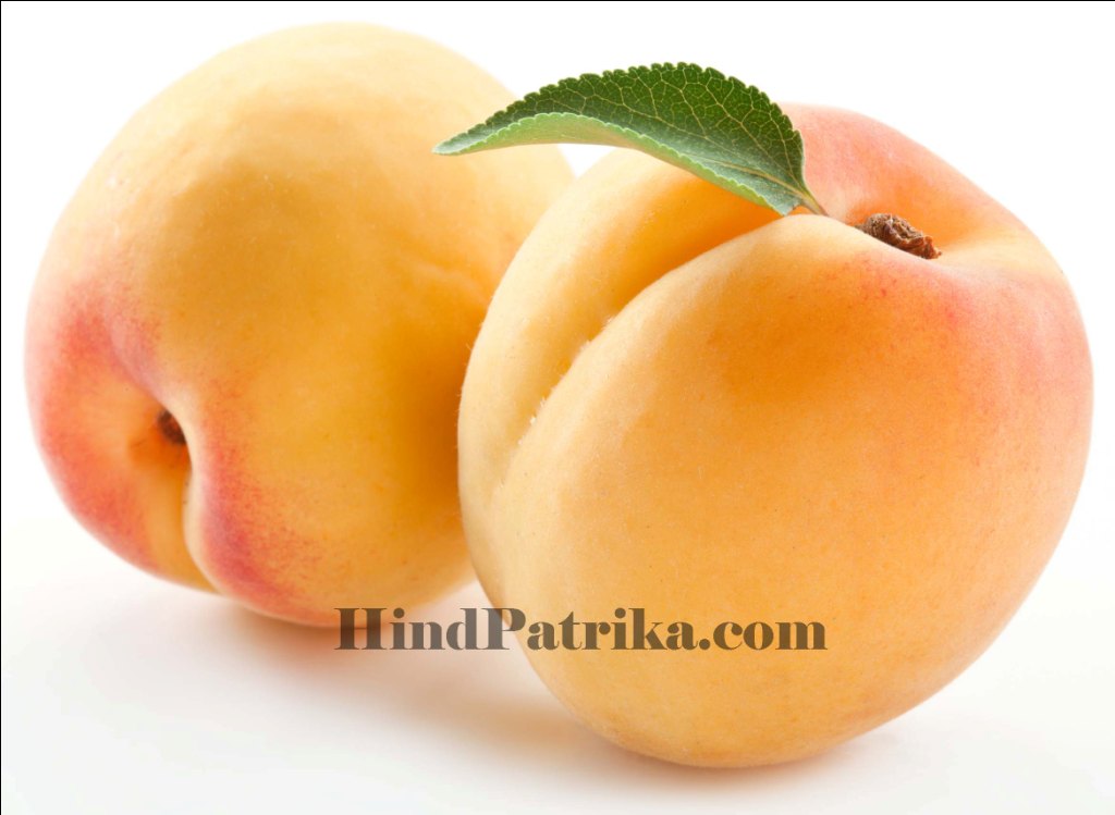 Apricot Hind Patrika