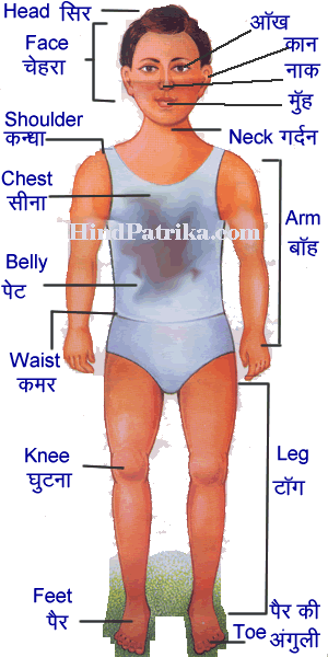 Woman Body Parts Name In Hindi - Pin on Human body parts