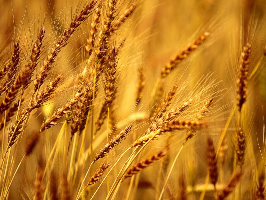 barley in hindi